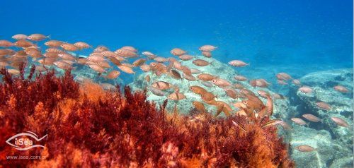 Προσοχή στα τοξικά ψάρια των ελληνικών θαλασσών