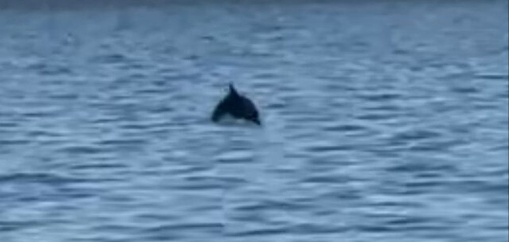Θεσσαλονίκη: Δελφίνια εμφανίστηκαν στον Θερμαϊκό